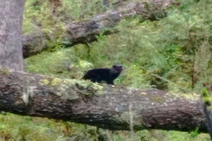 Fotografía del Gato Huiña Melánico encontrado en el Parque Nacional Lanin (Foto: @pnlanin)