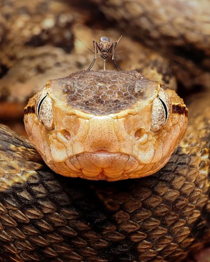 Fotografía en primer plano de una víbora cabeza de lanza mirando directamente a la cámara