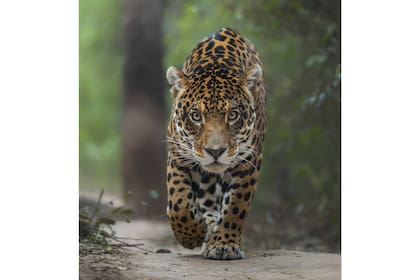Fotografía ganadora: ‘A Great Comeback’, tomada en el Impenetrable, Chaco, Argentina. Salió en la portada de Crikey Magazine (Fundación Steve Irwin) y en su interior explica: Porá, este hermoso jaguar en peligro de extinción, forma parte de un proyecto de reforestación en Argentina. Él, al igual que muchos otros jaguares reintroducidos en el Chaco argentino, contribuye a la educación de la población local y a la repoblación de una zona que antaño fue muy abundante en su territorio. La reforestación se centra en restaurar el equilibrio ecológico de los sistemas degradados por el impacto humano.