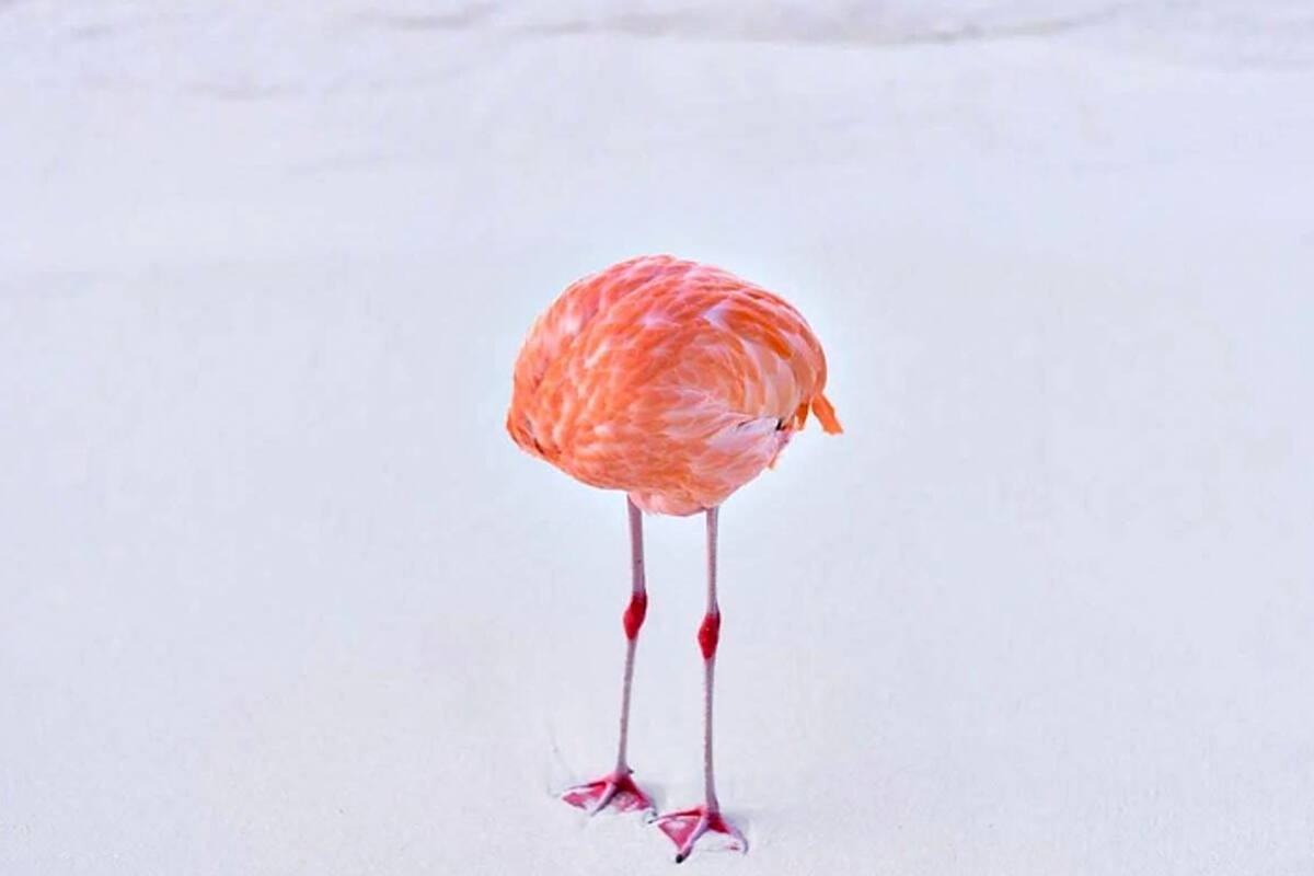 Fotografía real presentada en la categoría de IA por Miles Astray