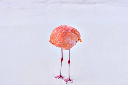 Fotografía real presentada en la categoría de IA por Miles Astray