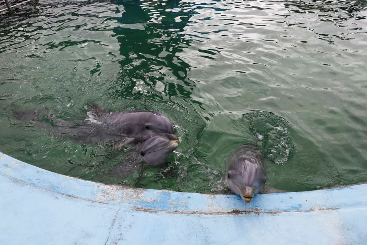 Fotos de los delfines en el Aquarium de Mar del Plata generaron polémica y una denuncia penal por presunto maltrato