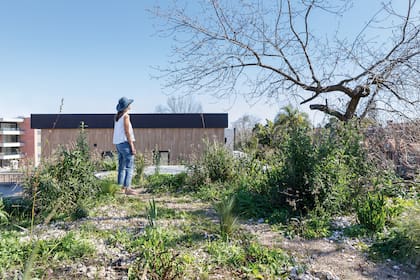 Las paisajistas eligieron especies nativas que no requieren alto mantenimiento, como la salvia celeste, el pasto plateado, verbenas y paspalum, entre otras.