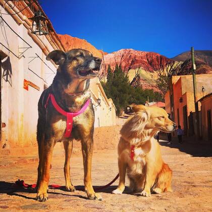 Foxy y Chiqui, pasaron del porche de una casa a una vida sobre ruedas recorriendo el país.