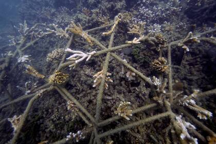 Fragmentos de coral son cultivados por los científicos en un entramado metálico sobre corales resilientes y dañados en la Gran Barrera de Coral, frente a la isla de Keppel, en el este de Australia, el 9 de noviembre de 2022. Las autoridades intentan ganar tiempo para el arrecife combinando conocimientos antiguos con nuevas tecnologías. (AP Foto/Samuel McNeil)