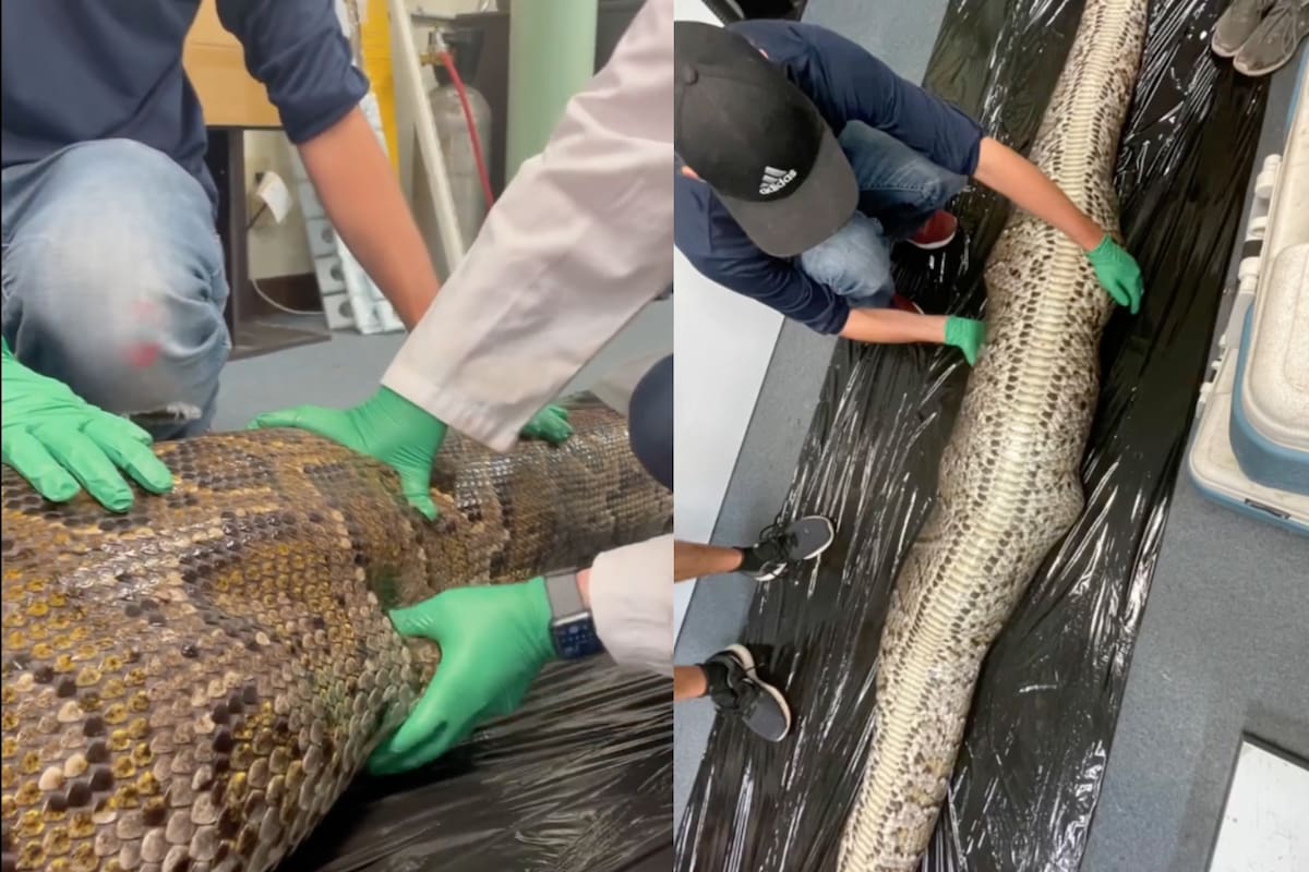 Fragmentos del video que registró la necropsia de la pitón