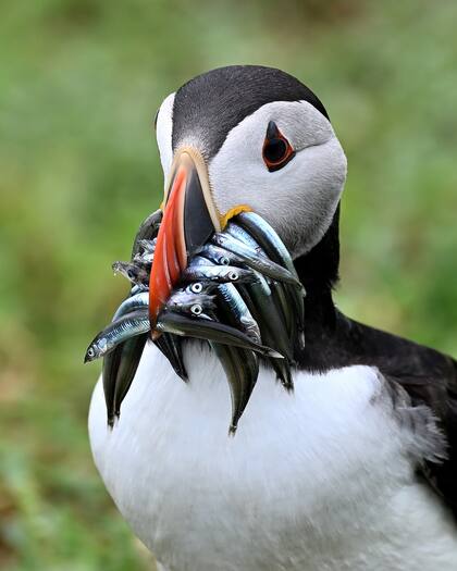 Frailecillo en las islas Saltee.