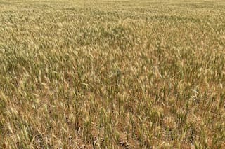 FranceAgriMer reduce previsión de exportación de trigo blando fuera de la UE, cita competencia de Argentina