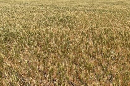 FranceAgriMer reduce previsión de exportación de trigo blando fuera de la UE, cita competencia de Argentina