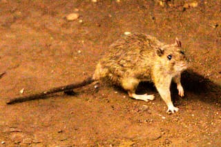 Francia aconseja aislamiento a contactos del franco-argentino positivo en hantavirus
