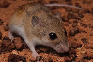 Francia anuncia un caso de hantavirus Andes en un turista franco-argentino