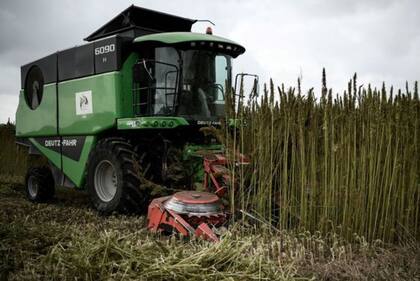 Francia es un gran productor de cáñamo