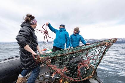 Francis Mallman, uno de los primeros en manifestar su preocupación por los efectos del salmón en la salud y el ambiente, pesca centolla en el Canal Beagle, el crustáceo que más se vería afectado por la instalación de criadero de salmones.