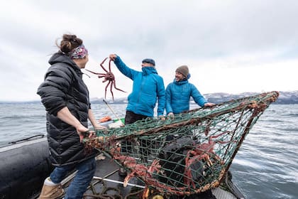 Francis Mallmann, uno de los primeros en manifestar su preocupación por los efectos del salmón en la salud y el ambiente, pesca centolla en el Canal Beagle, el crustáceo que más se vería afectado por las salmoneras.