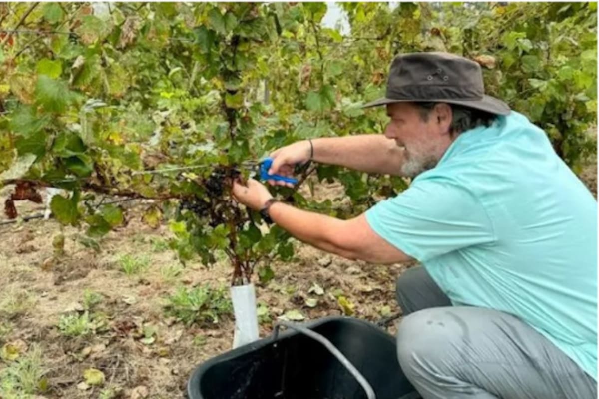 Francisco Perkins, administrador de Kikel, siempre soñó con tener un viñedo