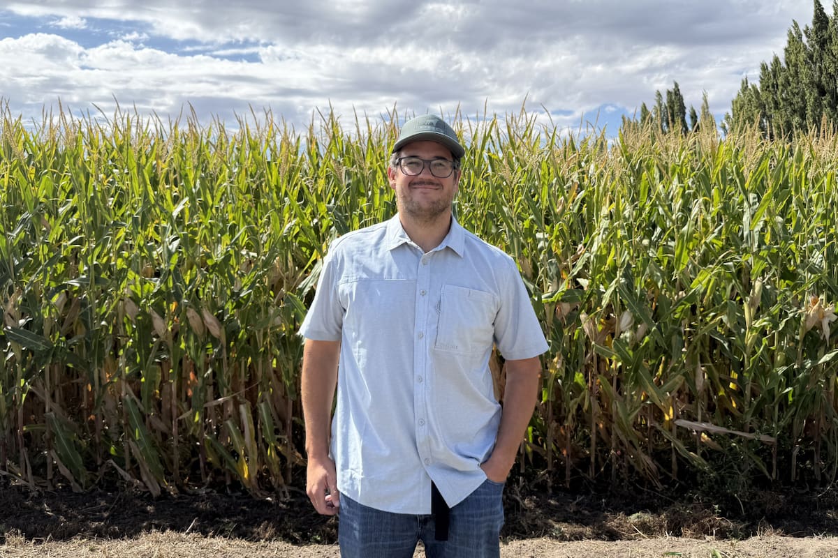 Francisco Pili, productor del Alto Valle, impulsó un proyecto agrícola en una chacra que anteriormente estaba plantada con pera Williams. Como él, otros productores apostaron por el maíz en una provincia donde ya hay 24.000 hectáreas según datos oficiales