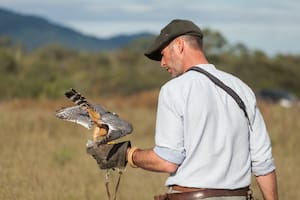 François de Grossouvre encontró un águila caída de su nido, la rehabilitó y se vinculó con ella. Fue un camino de ida a la práctica de la cetrería. Hoy es el primer cetrero con licencia en Tucumán.