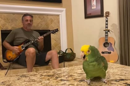 Frank Maglio interpreta con su guitarra y el loro Tico canta temas clásicos del rock, para el deleite de sus seguidores en YouTube