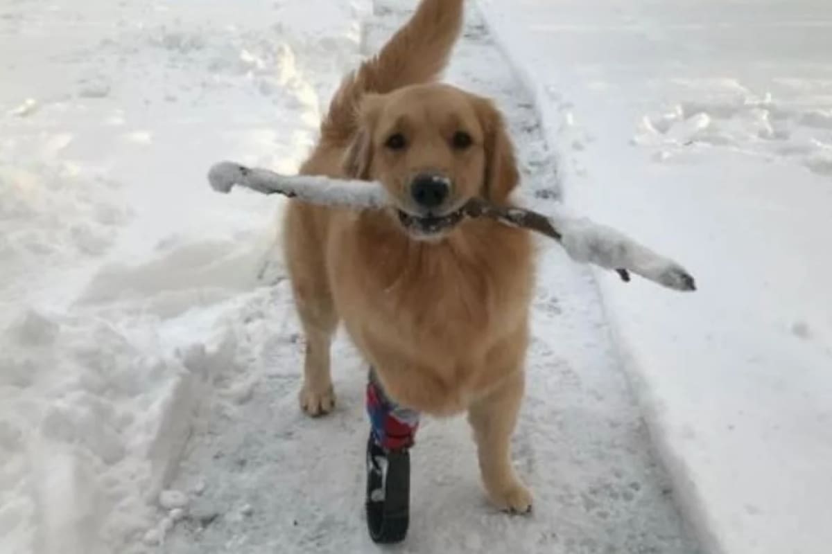 Frankie, que ahora tiene dos años, nació con el cordón umbilical enrollado alrededor de su pata delantera derecha