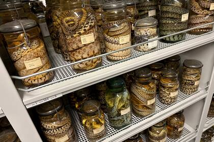 Frascos repletos con especímenes de serpientes sobre repisas en el Museo de Zoología de la Universidad de Michigan, el miércoles 18 de octubre de 2023, en Ann Arbor, Michigan. (AP Foto/Mike Householder)