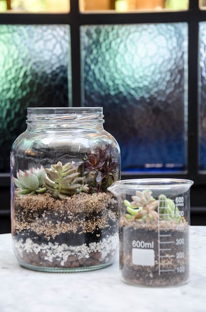 Frascos vintage, cajas de vidrio, ensaladeras o bowls para reciclar son aptos para usar como contenedores de un terrario.