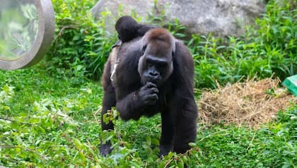 Freddy cumplió 50 años y sorprende a los profesionales del zoológico donde vive por su poder de adaptación