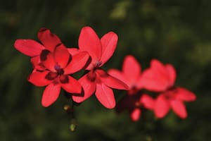 Freesia laxa.