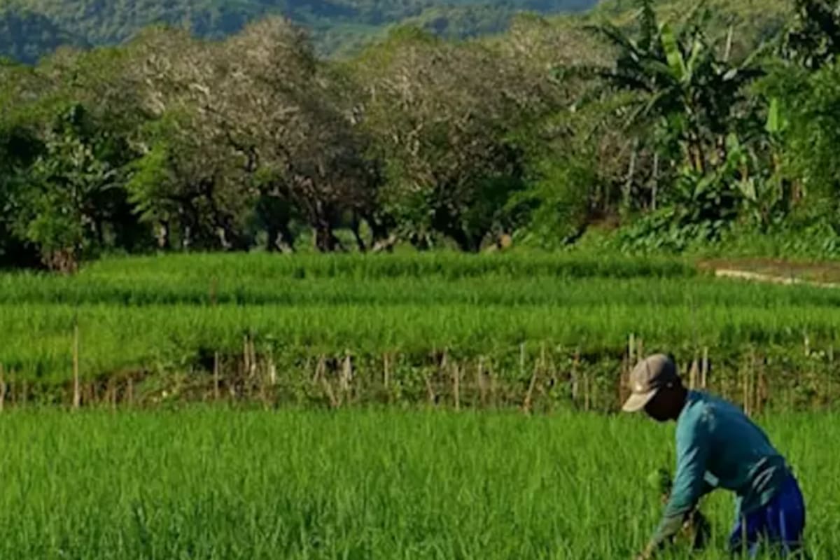 Frente a este panorama, CAF propone una hoja de ruta integral orientada a “transformar el potencial del mundo rural en desarrollo sostenible e inclusivo”