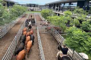 Comienzo de semana con subas en el Mercado Agroganadero de Cañuelas