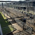 Comenzó la semana con subas en el Mercado Agroganadero de Cañuelas