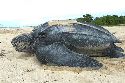 Frente a la importancia del hallazgo el Servicio de Parques Nacionales difundió una serie de recomendaciones para que las personas sepan cómo actuar ante otros eventuales encuentros.