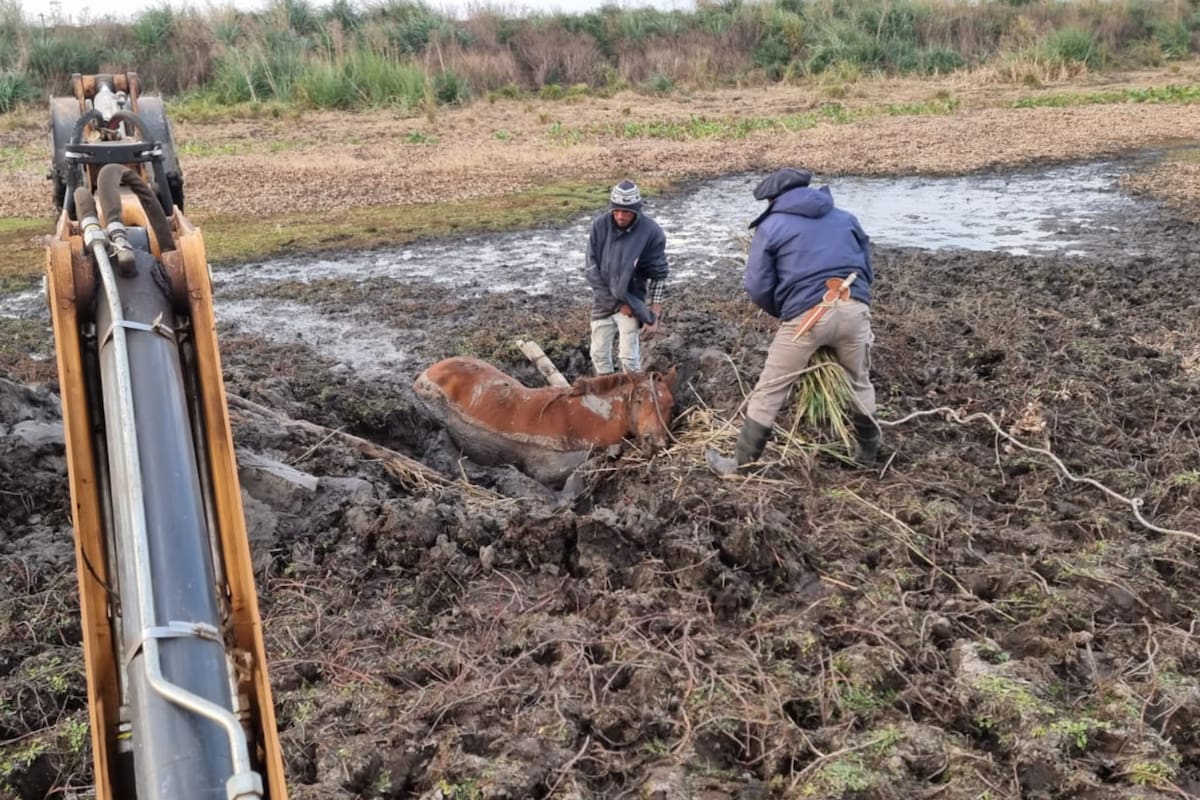 Frente a Rosario, en la zona de islas hay dificultades para el manejo de los animales que, en busca de agua, quedan empantanados en algunos lugares