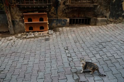 Frente a un refugio para gatos