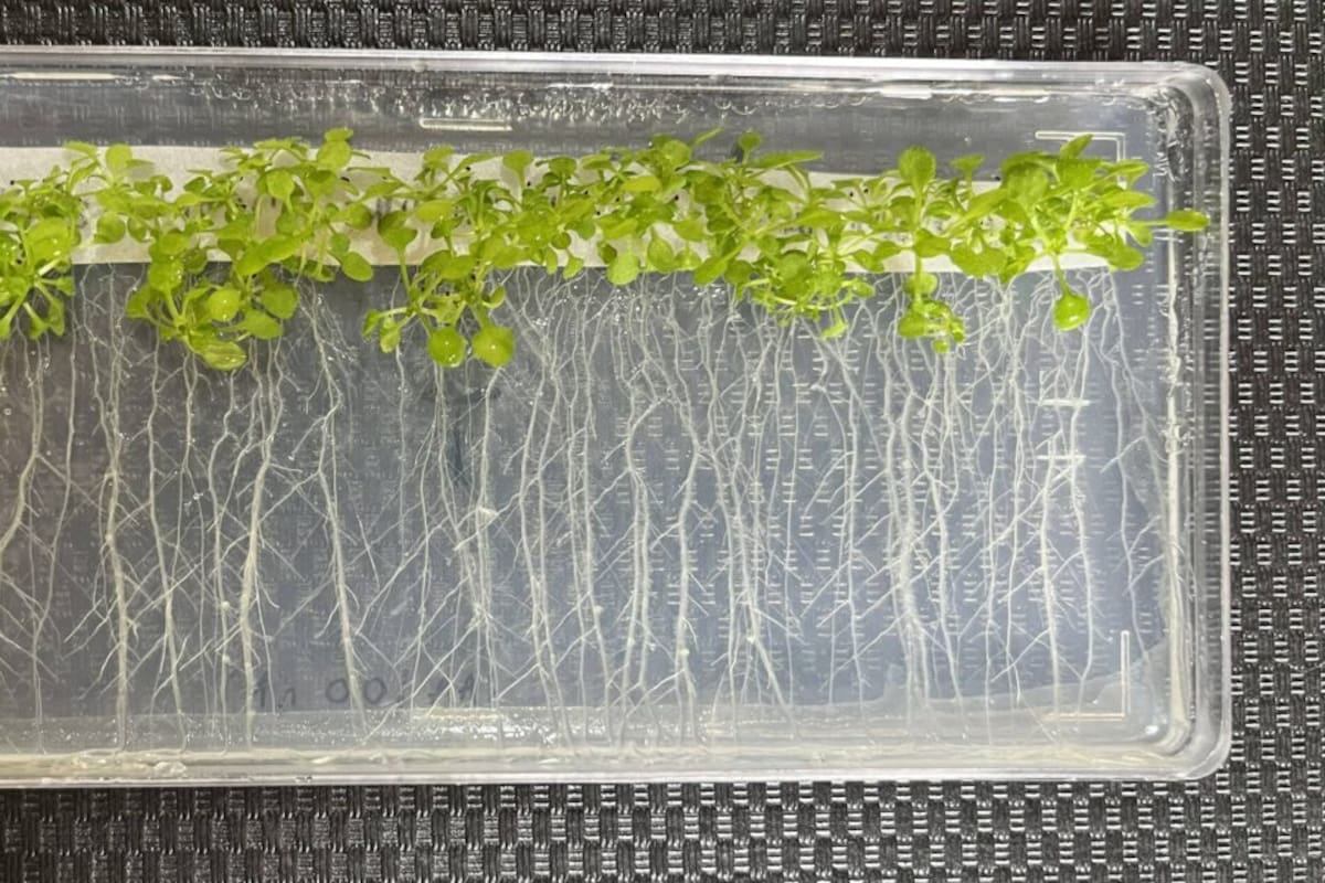 Frente al calor, las plantas aumentan el crecimiento de sus raíces. Gentileza Agencia CyTA-Leloir