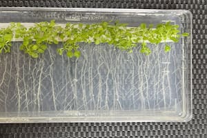 Descubrieron una increíble reacción de las plantas que promete su rediseño en el laboratorio