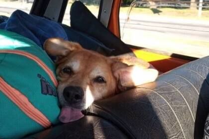 Frida viaja entre los bolsos durante el día y por las noches duerme en el asiento delantero.