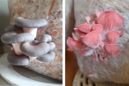 Fructificaciones saliendo por el corte practicado en la bolsa. A la derecha se ven las gírgolas rosadas (Pleurotus djamor)