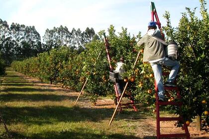 Frutas frescas. La familia Raimondo se dedica al rubro desde 1885 y desde 1974 tiene una fuerte impronta exportadora
