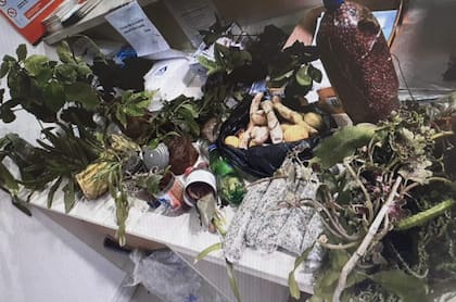 Frutas, hortalizas y plantas en macetas