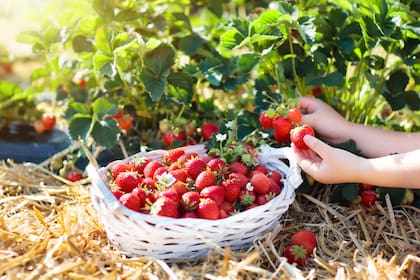 Santa Fe cuenta con aproximadamente 400 hectáreas destinada a la producción frutillera, de las cuales 320 hectáreas corresponden a la zona de Coronda y 80 hectáreas a la zona de la costa