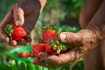 Por una granizada se perdieron más de 1,4 millones de kilos de la fruta