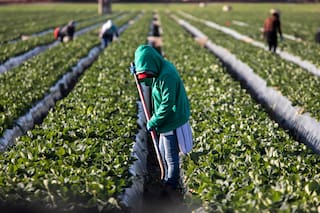 En una región quedará frutilla sin cosechar y un intendente le apuntó a los planes sociales