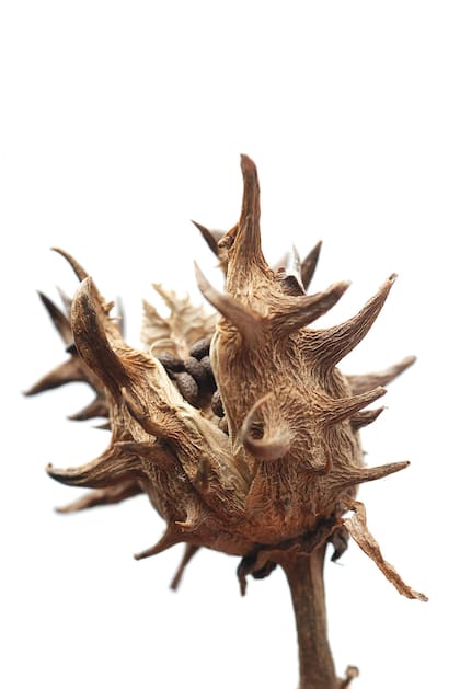 Fruto de Datura ferox.