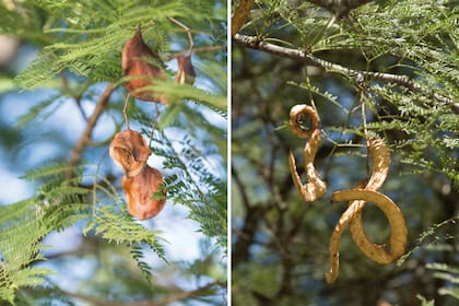 Frutos de jacarandá (izquierda) y algarrobo blanco (derecha).