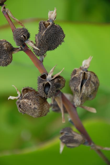 Frutos secos de Canna indica.