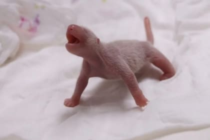 Fu Bao, la estella del mundo animal surcoreano, con apenas unos minutos de vida