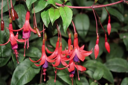 Fuchsia magellanica. Es ideal para rincones que no reciban sol directo, siempre con buena provisión de humedad y materia orgánica. Es de muy fácil reproducción, a partir de esquejes de madera blanda, que deben ser colocados en turba y perlita (en partes iguales).