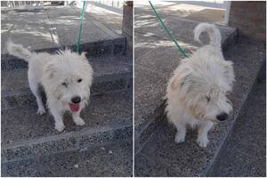 Fue a votar y encontró un perro atado. Sus dueños nunca llegaron
