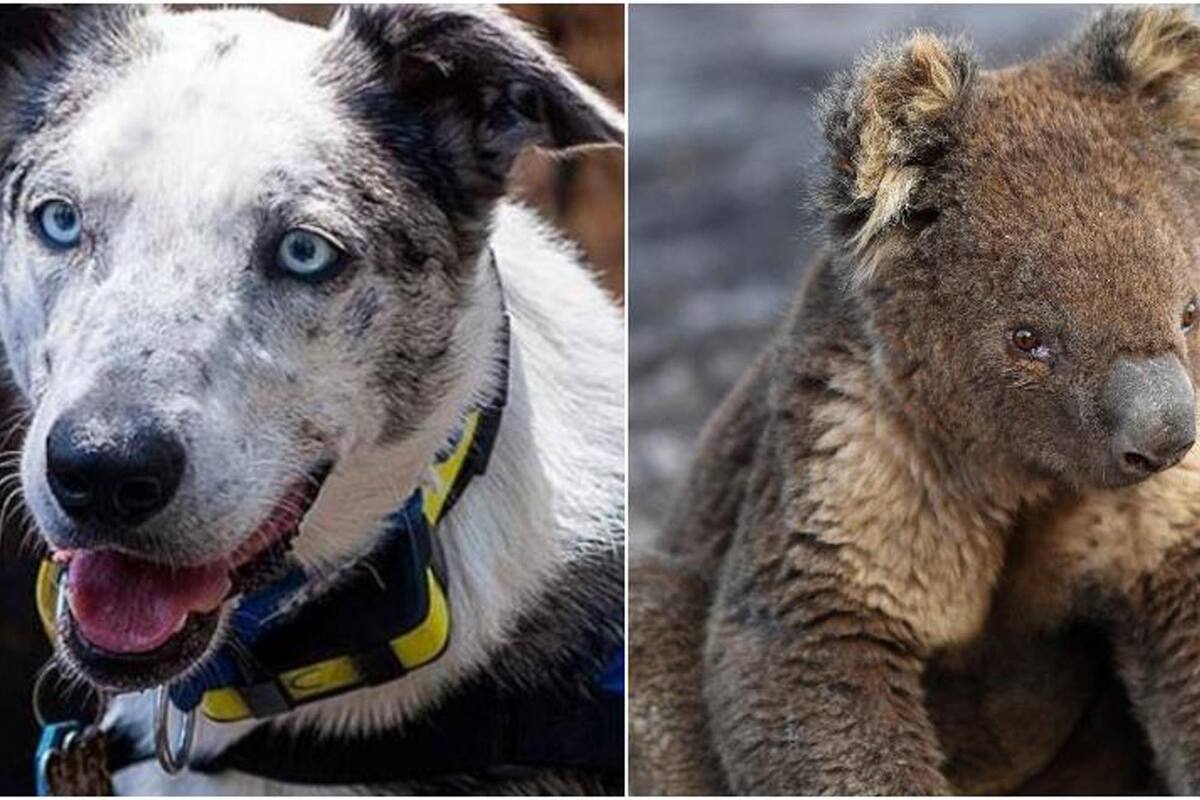 Fue abandonado cuando era cachorro, pero ahora ayuda a los pequeños animales
