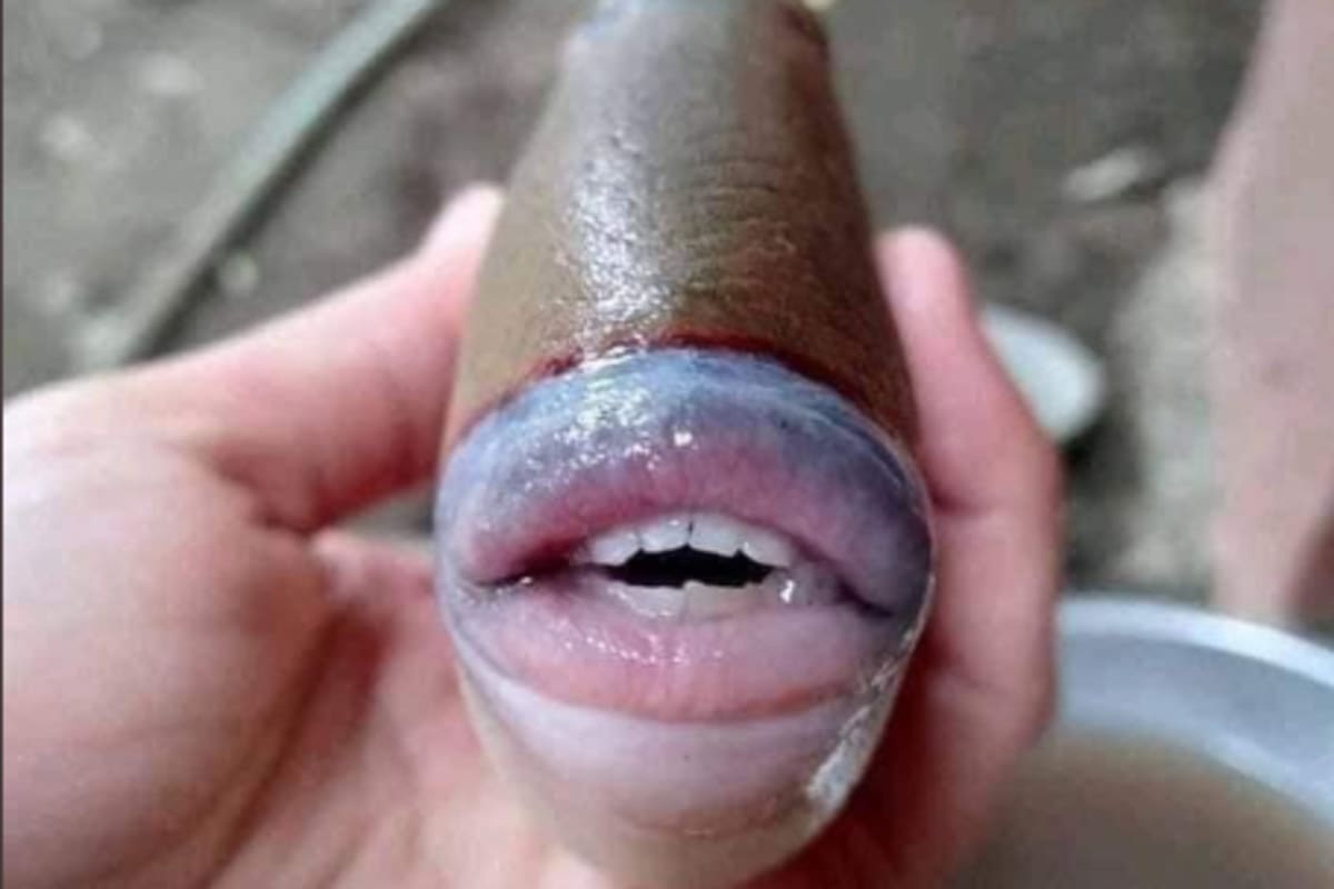 Fue capturado en Malasia. De frente, su anatomía evoca a los labios y los dientes de un ser humano. Si bien dejó perperleja a la comunidad de las redes sociales, se trata de un pez ya identificado de la fauna marina